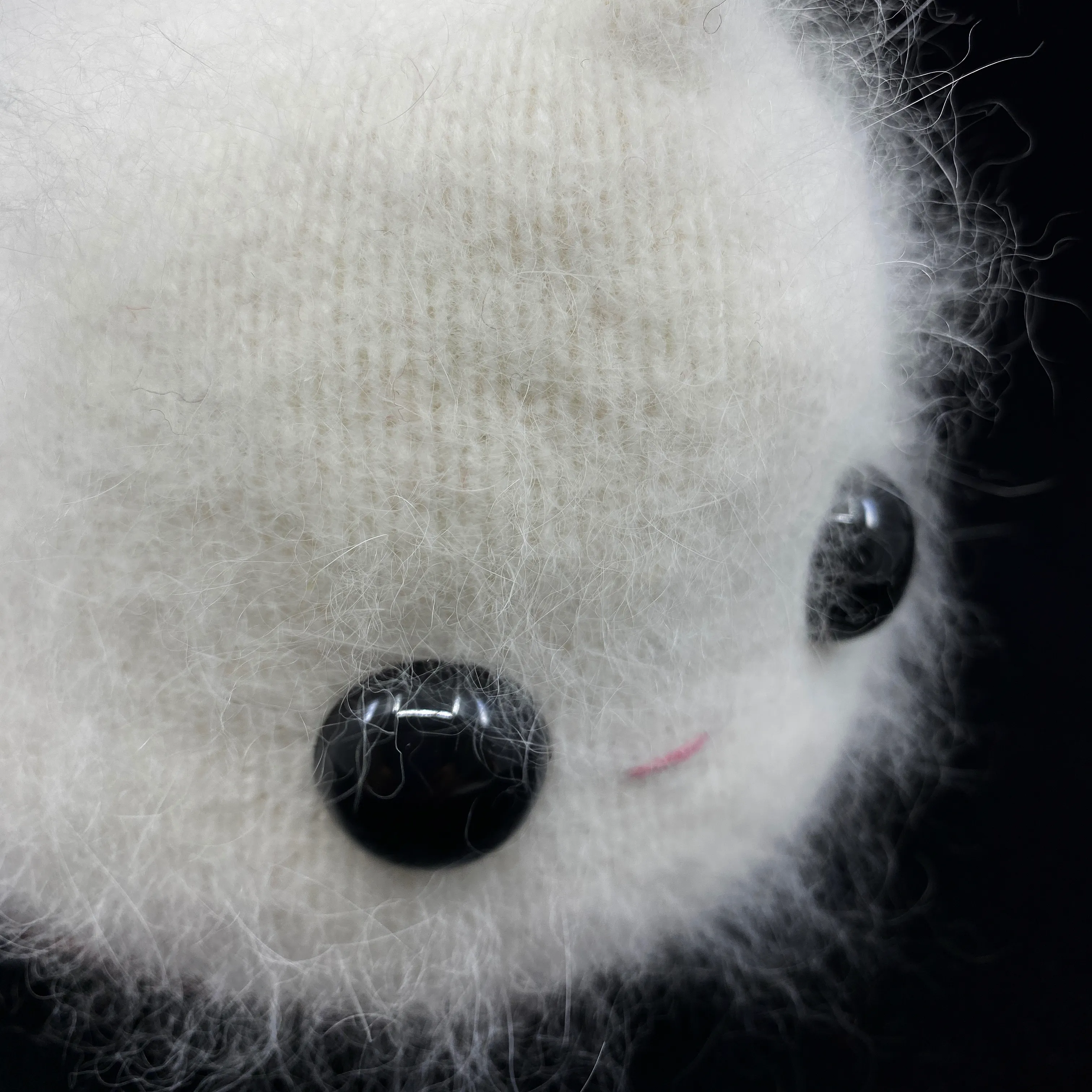 Felicia the fluffy white angora monster